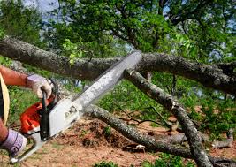 Best Tree Disease Treatment  in Royal City, WA